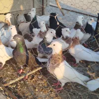 کبوتر طوقی|پرنده|امیدیه, |دیوار