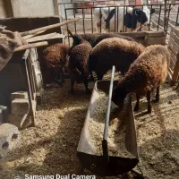 بره نر|حیوانات مزرعه|فلاورجان, |دیوار