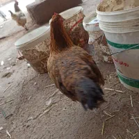 غاز،قوغاز،مرغ و خروس محلی،مرغ شاخدار،جوجه غاز|حیوانات مزرعه|قزوین, |دیوار