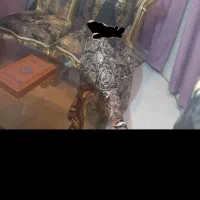 لباس مجلسی