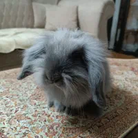 خرگوش لوپ خاکستری