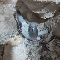کبوتر ترکیع