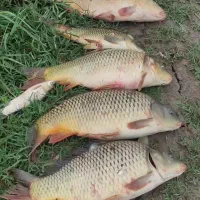 فروش ماهی کپور