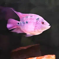 ماهی فلاور ماده مولد