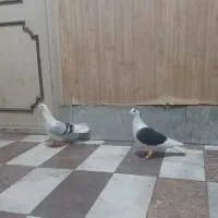 ۱۰ کبوتر رنگی|پرنده|قزوین, |دیوار