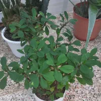 گل طبیعی|گل و گیاه طبیعی|آباده, |دیوار