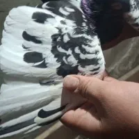 کفتر سینه‌ای