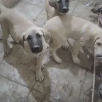 واگذاری توله های سرابی اصل|سگ|عجب شیر, |دیوار