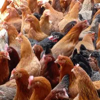 جوجه بومی دم طلا