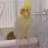 دو جفت عروس هلندی مولد|پرنده|ری, هاشم‌آباد|دیوار