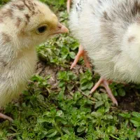 جوجه بوقلمون ۱۸ عدد خونگی ۱۰ روز کاملا سالم