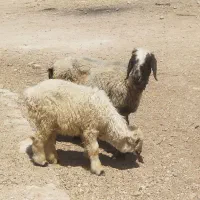 میش بره دار