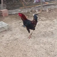 خروس لاری|حیوانات مزرعه|سیمین شهر, |دیوار