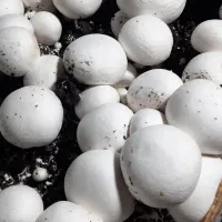 قارچ دکمه ای درجه یک قیمت توافقی|خوردنی و آشامیدنی|شراء, |دیوار