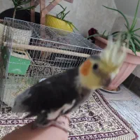 جوجه عروس هلندی نر