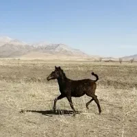 فروش کره اسب ماده