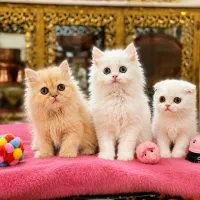 بچه گربه|گربه|تبریز, |دیوار