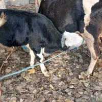 گاو شیری با گوساله نر|حیوانات مزرعه|شاندرمن, |دیوار