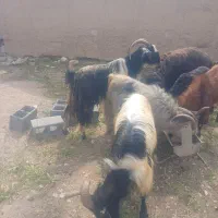 قوچ، دبر، بره چاق