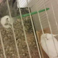 جفت عروس هلندی و کوتوله