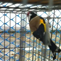 سهره|پرنده|محمدشهر, شهرک پیام (مهرالبرز)|دیوار