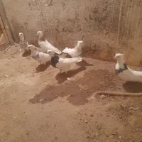 طوقی|پرنده|تویسرکان, |دیوار