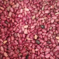 لوبیا قرمزدرجه یک  عمده وجزئی