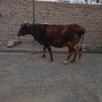 گاو|حیوانات مزرعه|شاهیوند, |دیوار