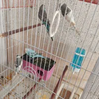 مرغ عشق|پرنده|شیراز, بهارستان|دیوار