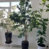 گل طبیعی بزرگ .بنجامین،بنجامین ابلغ،فیکوس