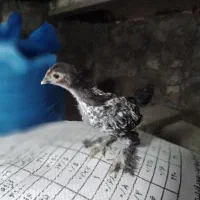 جوجه کوشین  معاوضه هم میشه   چیزی بکارم بیاد|حیوانات مزرعه|خوش‌رودپی, |دیوار