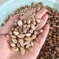 پسته کوهی|خوردنی و آشامیدنی|مشهد, مهدی آباد|دیوار
