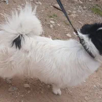 سگ پاکوتاه نر