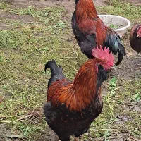 خروس گلپایگان شبیه لاری