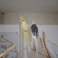 جفت عروس لوتینو و البینو|پرنده|رامشیر, |دیوار