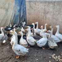 غازقو و  اردک اسرائیلی|حیوانات مزرعه|اردبیل, |دیوار