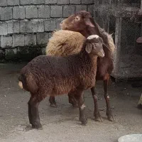 گوسفند بابره ماده|حیوانات مزرعه|شیرگاه, |دیوار