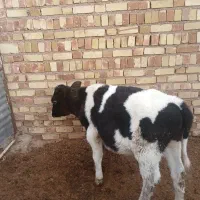 گوساله نر هلشتاین|حیوانات مزرعه|اسفرورین, |دیوار