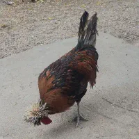 خروس  زیبا و زرنگ