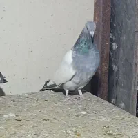 سینه سبز