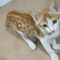 گربه واگذاری