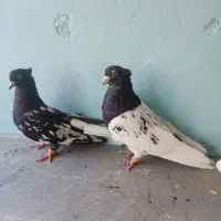 کبوتر رنگه|پرنده|تربت‌حیدریه, شهرک ولیعصر|دیوار