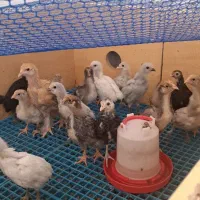 فروش جوجه ایام .ویاندوت.برهما.اراکانا.|حیوانات مزرعه|شیراز, شهرک کوشکک|دیوار