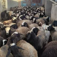 فروش میش نژاد شال