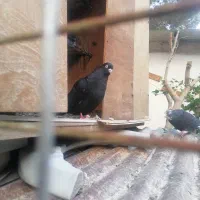 ابادانی نر