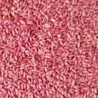 بذرگندم شیشه بوجاری شده سم شده