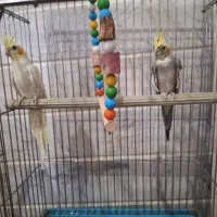 عروس هلندی|پرنده|محلات, |دیوار