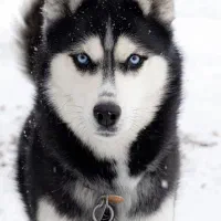 سک هاسکی چش رنگی