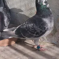 کبوتر مسافتی پلاک بلژیکی کفتر