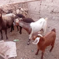 میش وبز